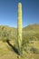 Ocotillo surrounding an Organ Pipe cactus in Organ Pipe Cactus National Monument, AZ near Mexico-USA border
