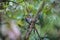 Ocre-faced today flycatcher, Caraca Natural Park, Minas Gerais,