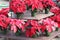 Octagonal-shaped picnic table covered with potted poinsettia plants at holiday bazaar