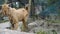 october 14th 2022, Dehradun City, Uttarakhand, India. Indian Colorful goats feeding on roadside grass