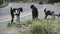 october 14th 2022, Dehradun City, Uttarakhand, India. Indian Colorful goats feeding on roadside grass