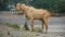 october 14th 2022, Dehradun City, Uttarakhand, India. Indian Colorful goats feeding on roadside grass