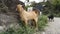 october 14th 2022, Dehradun City, Uttarakhand, India. Indian Colorful goats feeding on roadside grass