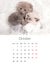 October 2024 Photo calendar with cute kitty