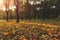 October autumn golden season time nature park outdoor scenic view unfocused concept with sun glare yellow and orange light