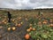 October Fall  Halloween Pumpkin Patch in Minnesota.