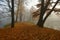 October foggy morning in Alexandrovsky Park