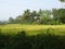 October Lush Green Fields - Goa, India