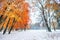 October mountain beech forest with first winter snow. Sunlight b