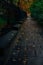 October wet street pavement passage road falling leaves outdoor vertical photography solitude moody atmosphere