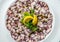 OCTOPUS CARPACCIO. Seafood Raw octopus slices with olive oil, lemon and capers on white plate. Top view. Gray stone