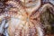 Octopus cephalopods texture macro closeup