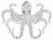 Octopus coloring book for adults vector