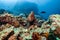 Octopus on coral reef underwater