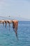 Octopus drying at the sun in Chios Island.