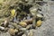 Octopus hiding in a hole; sand, shells and sea weed