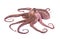 Octopus isolated on white background. Fresh octopus tentacles isolated