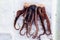 An octopus lies on ice in the refrigerator of a seafood store. Background