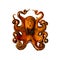 Octopus realistic botanical illustration on white background