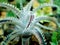 Octopus-shaped Succulent Plants