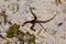 Octopus, starfish at low tide in Zanzibar, Indian ocean