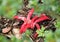 Octopus stinkhorn