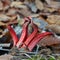 Octopus stinkhorn mushroom