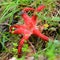 Octopus stinkhorn mushroom