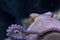 Octopus underwater close up portrait