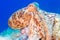 Octopus vulgaris in Mediterranean seabed