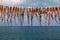 Octopuses drying in the sun