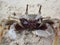 Ocypode ceratophthalma or Horn-eyed ghost crab.