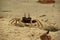 An Ocypode ceratophthalmus or Horn-Eyed Ghost Crab