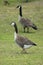 Odd Colored Canada Goose