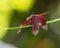 an odd looking dragonfly sits on top of a thin stem