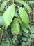 Odd looking furry bumps of Weird looking little furry bumpy plant disease growing on witch hazel leaves