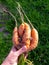 Odd looking weird mutant uneven carrots in hand outdoors, green grass on the background