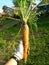 Odd looking weird mutant uneven carrots in hand outdoors, green grass on the background