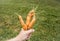 Odd looking weird mutant uneven carrots in hand outdoors, green grass on the background.