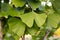 The odd shaped leaves of the gingko tree.