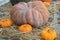 Odd shaped pumpkin gourd