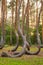 Oddly shaped pine trees in Crooked Forest at sunset, Poland