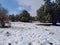 Odem forest covered in snow, Israel Winter travel photo