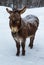 Odie, a cute male donkey, posing for his photo in the snow.