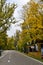 Odintsovo. autumn forest. trees in the forest. yellow foliage.