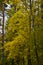 Odintsovo. autumn forest. trees in the forest. yellow foliage.