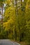 Odintsovo. autumn forest. trees in the forest. yellow foliage.