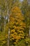 Odintsovo. autumn forest. trees in the forest. yellow foliage.