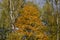 Odintsovo. autumn forest. trees in the forest. yellow foliage.