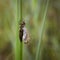 Odonata - Dragonfly, dragonfly hatching on a reed leaf. On the leaf is a stripped brown strip and a freshly hatched dragonfly lit